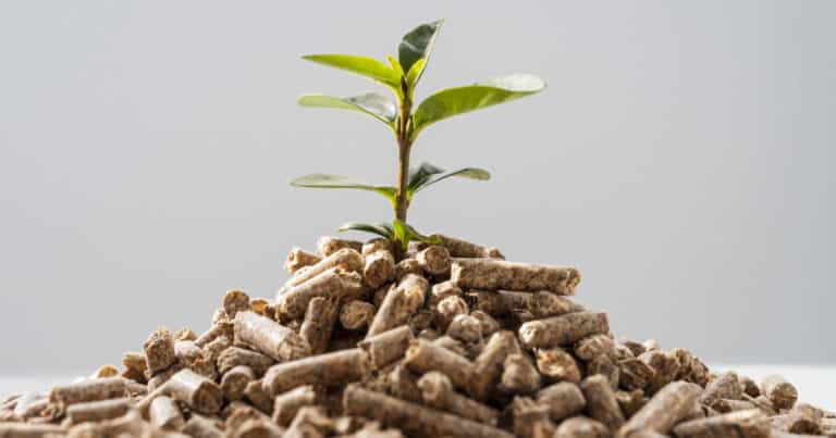 Types of Biomass: A Detailed Look - Electric Guide