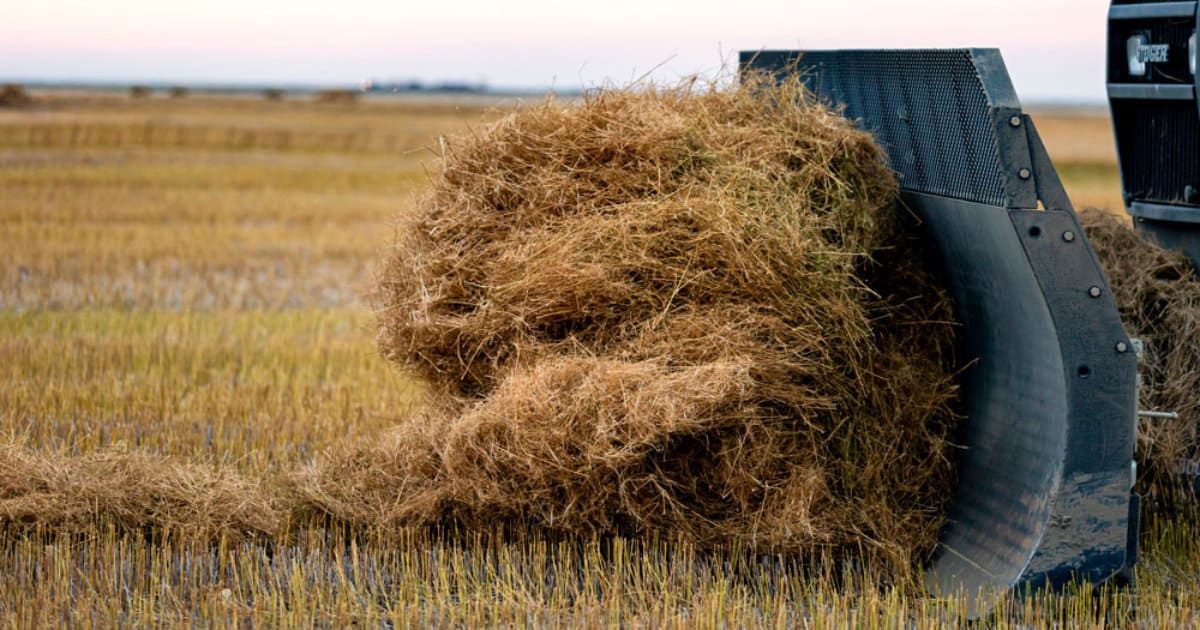 Prairie Clean Energy Secures $1.1M For Flax Straw Pellet Biomass Project 3 Harvesting Flax For Biomass